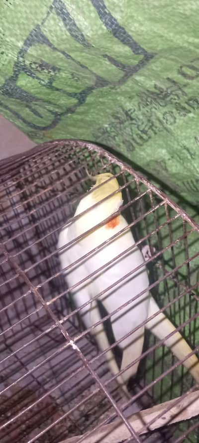 parrots for sale