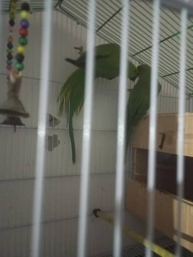 ring neck breader pair
