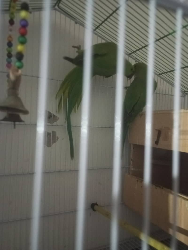 ring neck breader pair 0