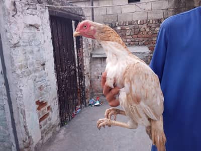High quality pigeon for sale