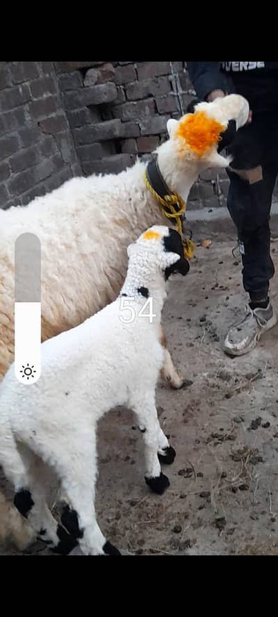 dasi mundri sheep with male kid