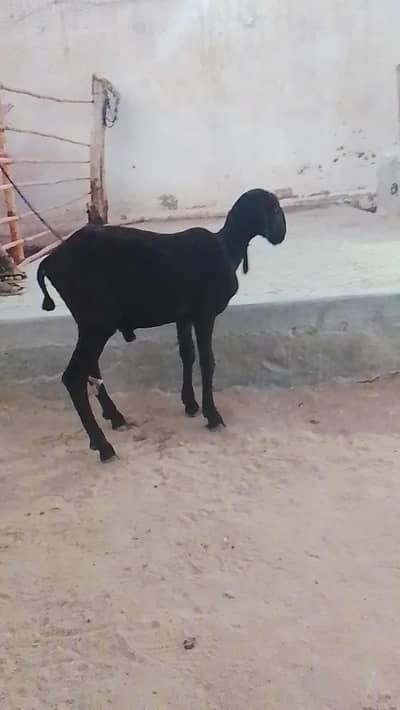 jut black dumba available