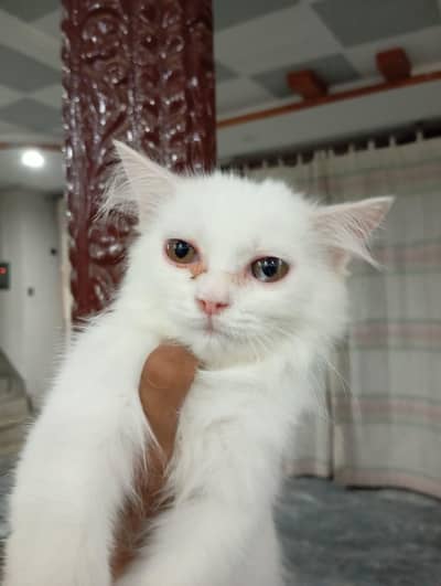 pure white Persian triple coat simple eyes