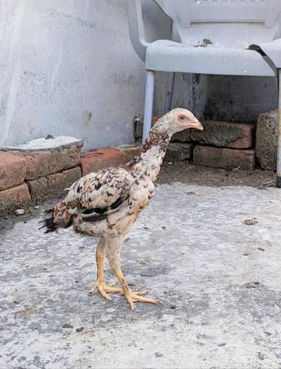 3 mianwali quality pathian available for sell Whatsapp: 03159640025