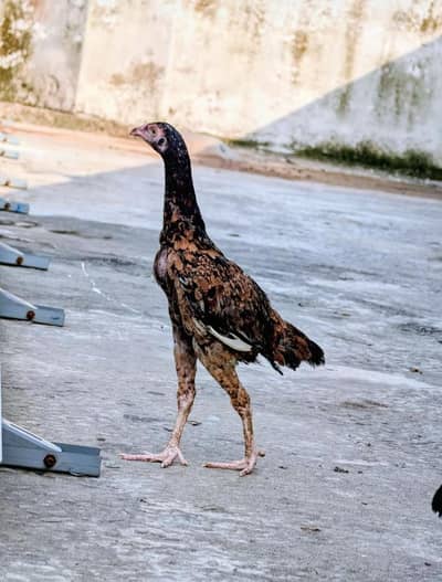 3 mianwali quality pathian available for sell Whatsapp: 03159640025
