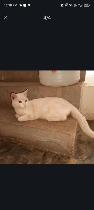 white beautiful cat