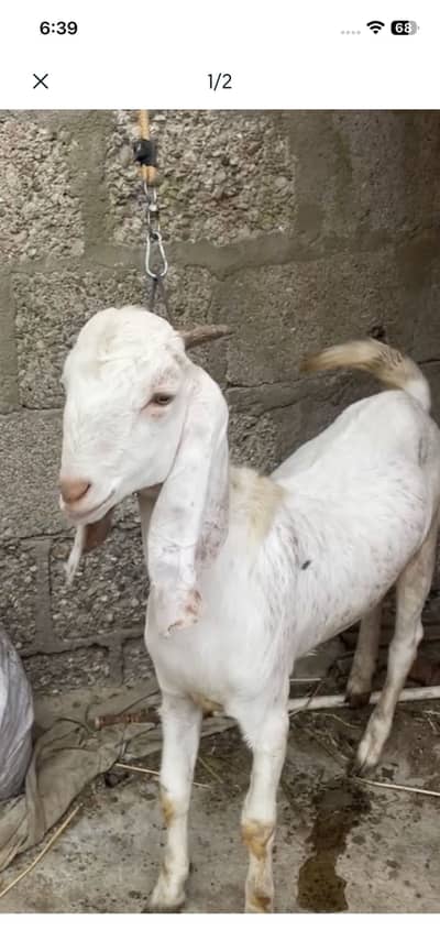 Bakra for sale