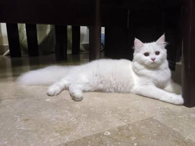 Persian Cat (female)
