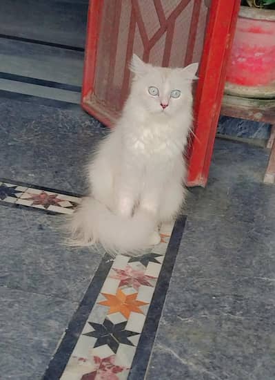 persian cat