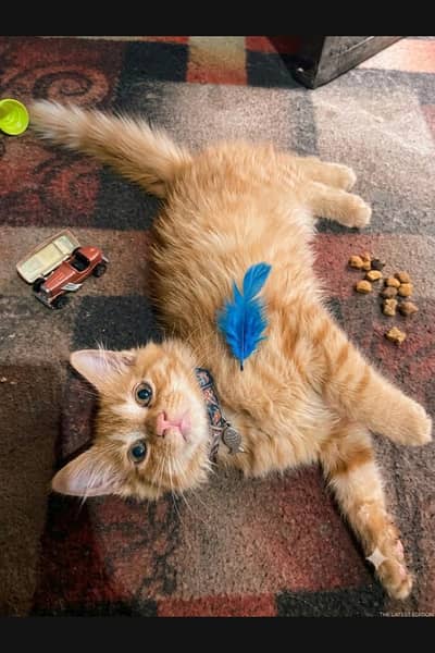 Cat . .