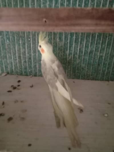tame cocktail for sale with cage urgent nishatabad