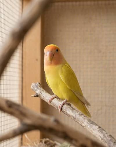 Lutino Love bird Female Red eye