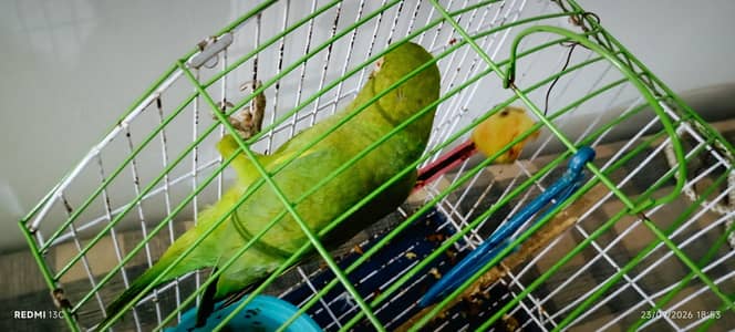 green neck 4month old  active parrot with cage