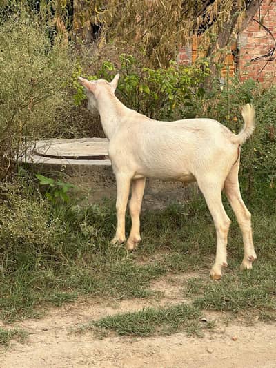 gulabi teddy males pair 03420990067