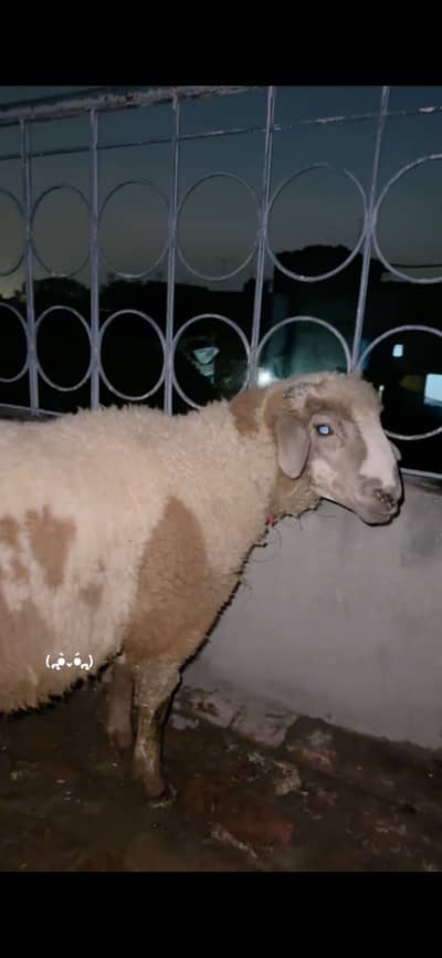 Bakra