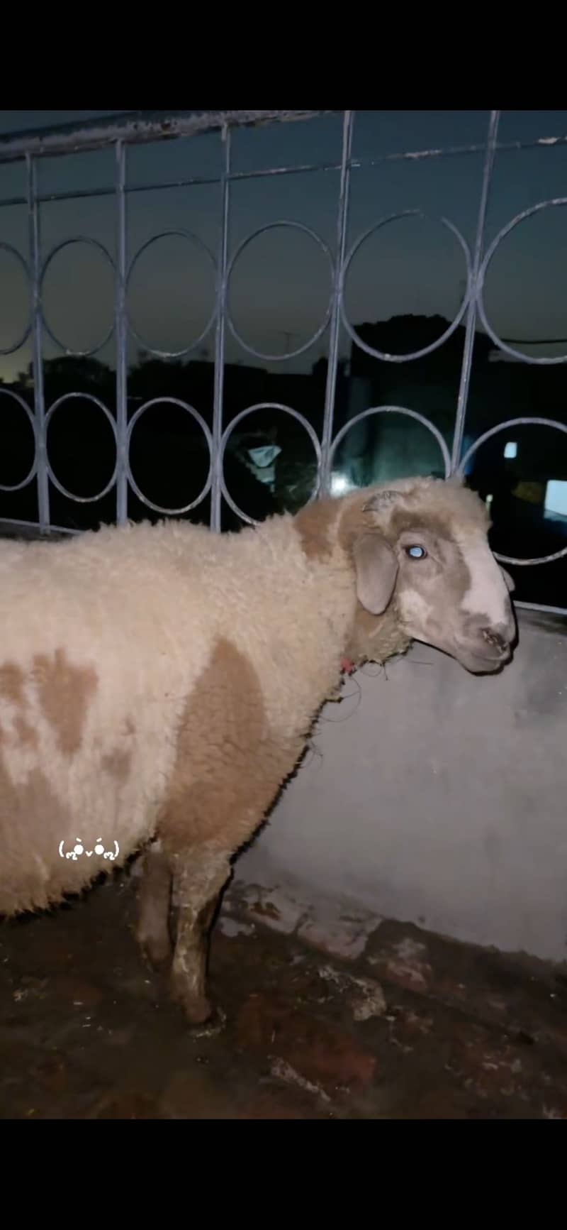 Bakra 0