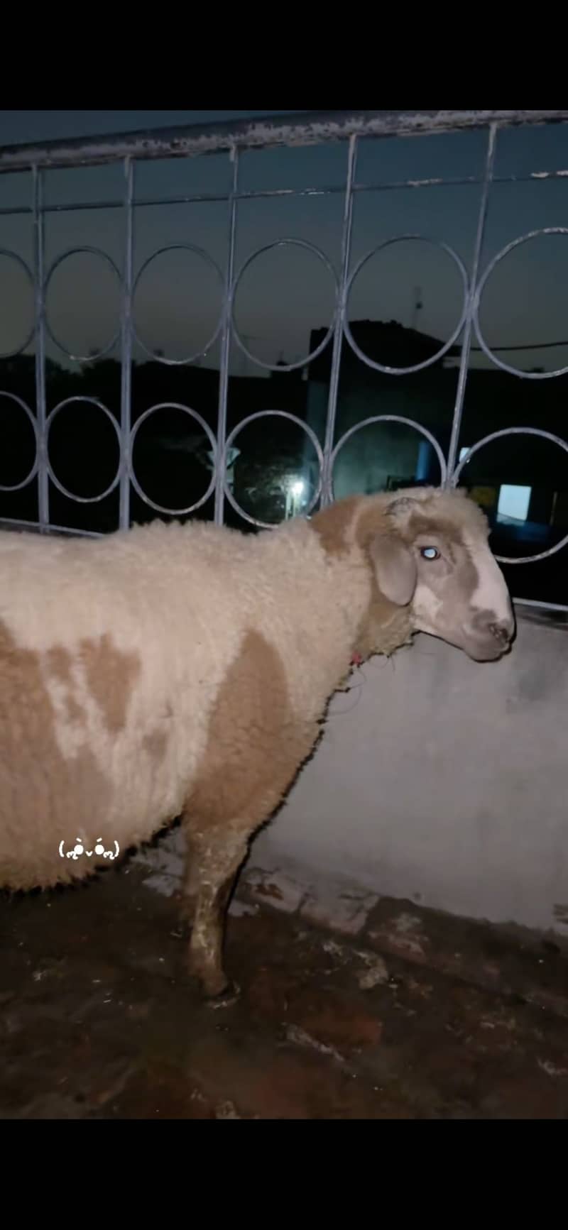 Bakra 1