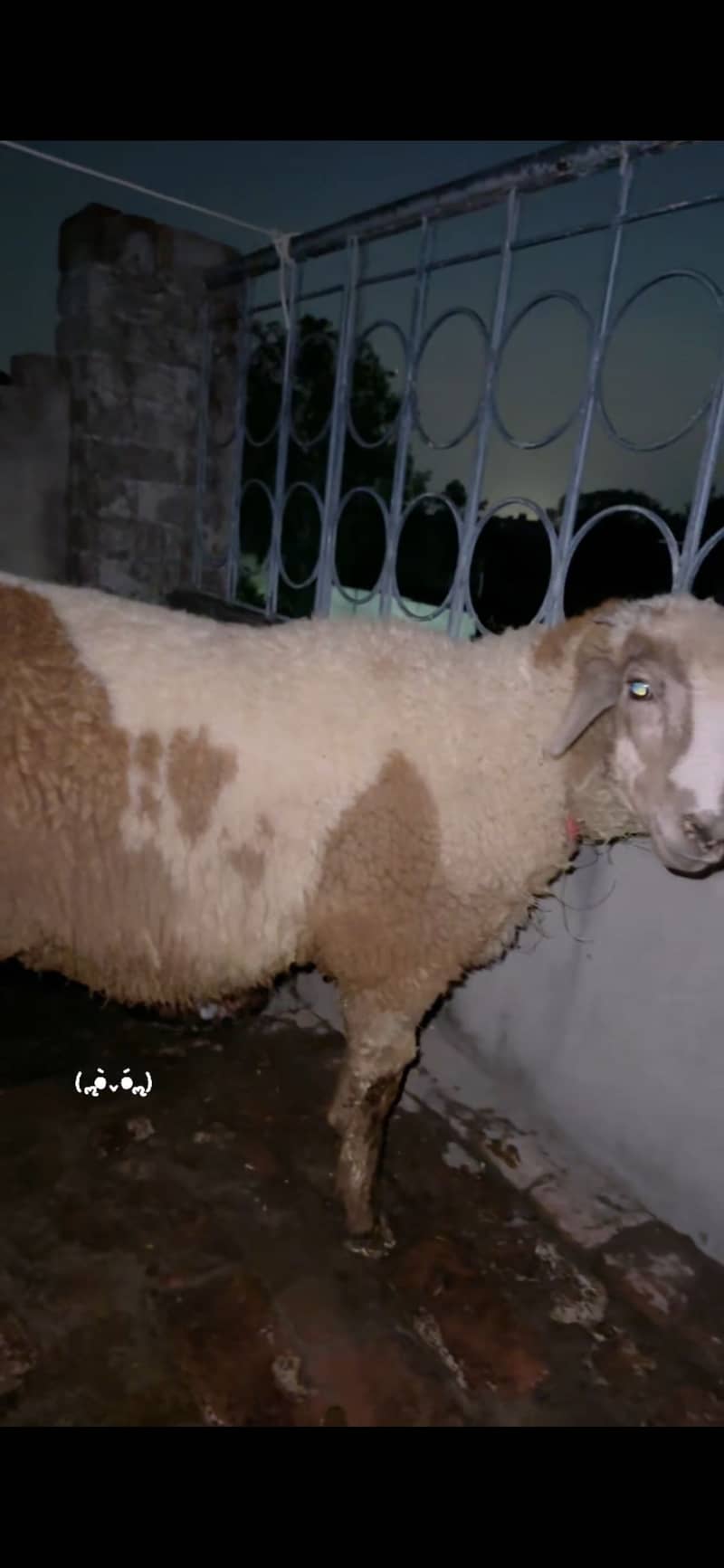 Bakra 2