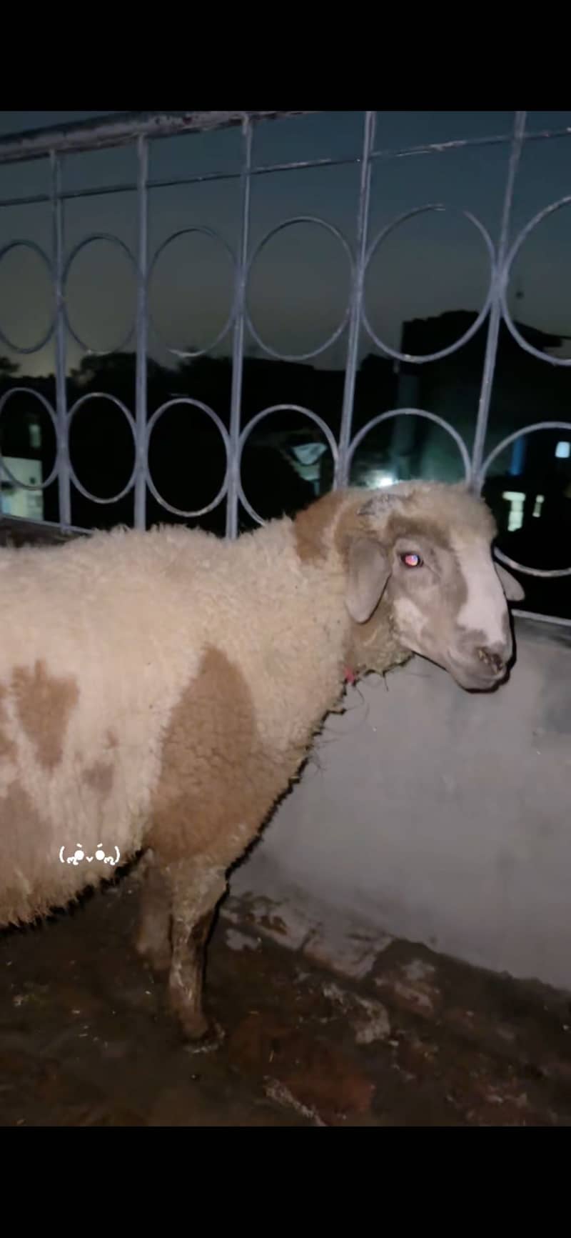 Bakra 3
