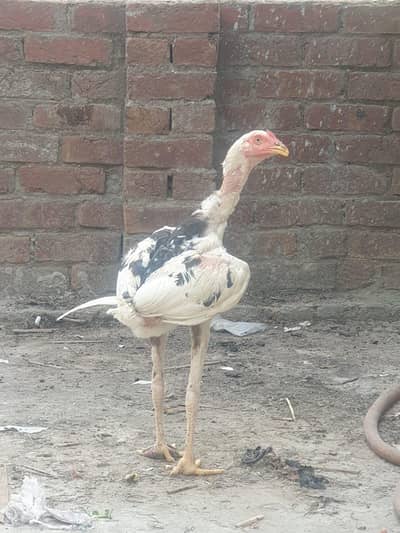 asel sindhi