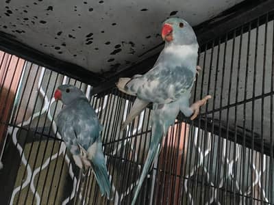 recessive pied male and female not confirmed