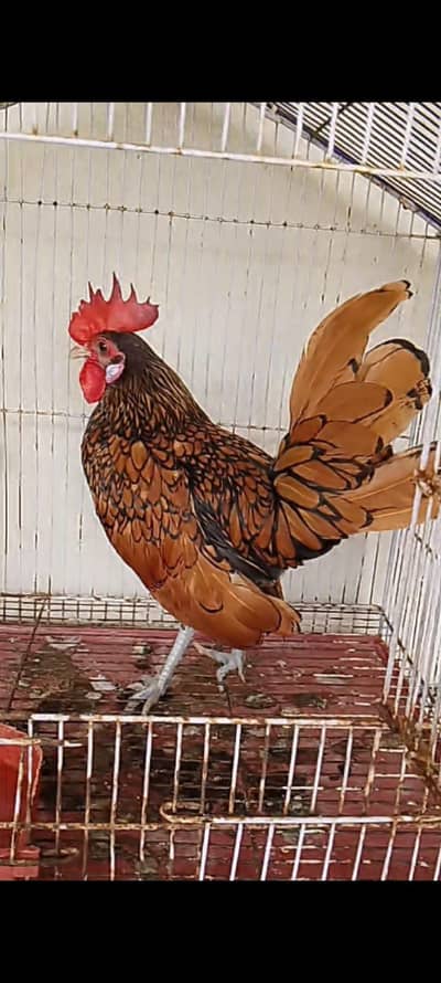 golden sebright single comb