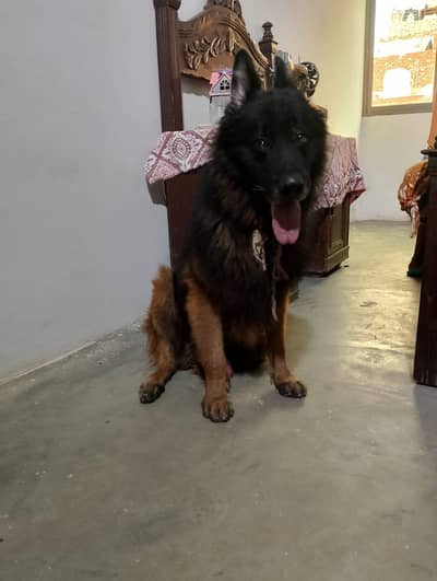 jerman shaped urgent sale