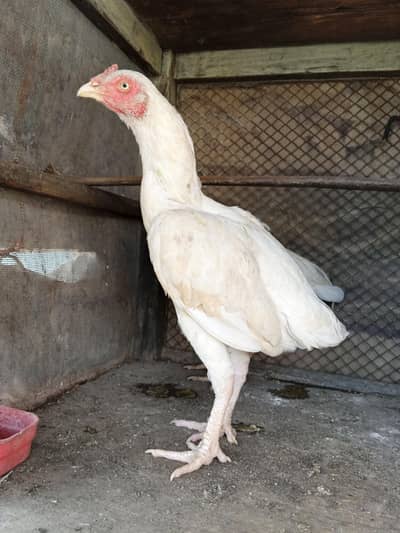 HEERA PaIR WHITE PAIR