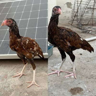 2 pathiya. for sale. active and healhty a