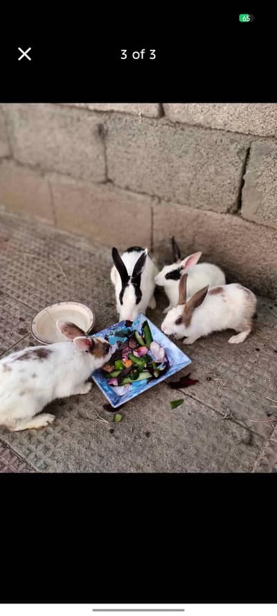 rabbit for sale