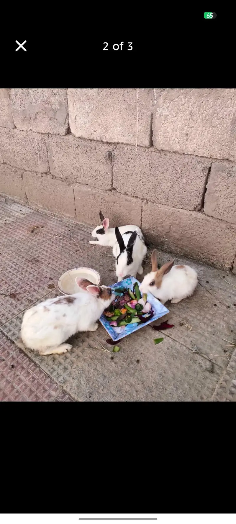 rabbit for sale — photo 2