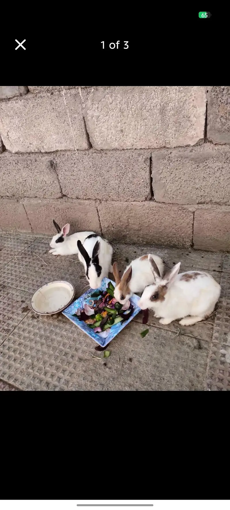 rabbit for sale — photo 3