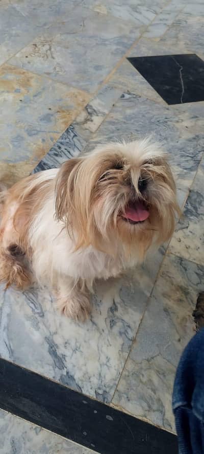 shihtzu adult female
