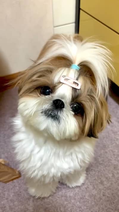 Shitzu Puppy | Shitzu Poodle Puppy | Shitzu Puppy For Sale