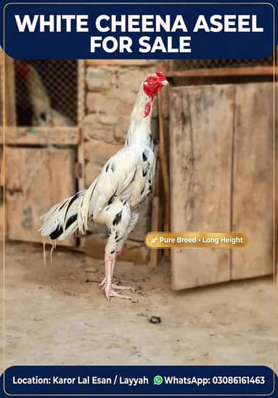 White Cheena Aseel Murgha , Long Height , High quality