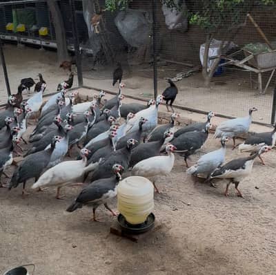 Guinea Fowl 1 mail 4 females ratio, 90 pcs