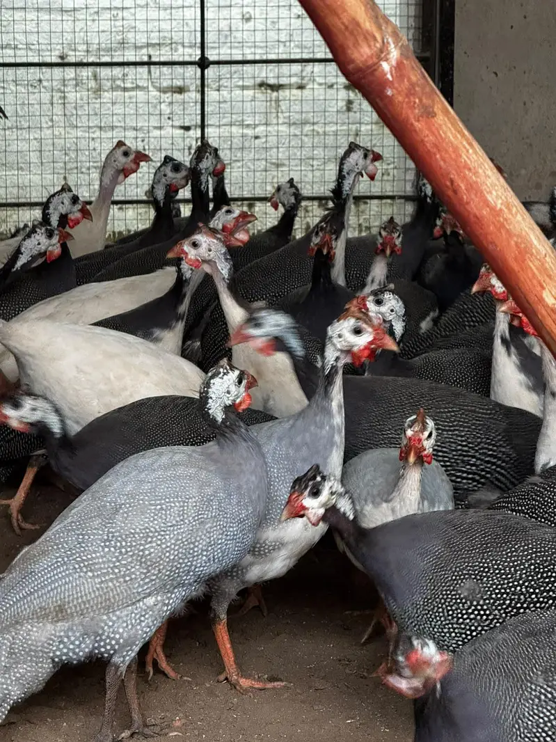 Guinea Fowl 1 mail 4 females ratio, 90 pcs — photo 2
