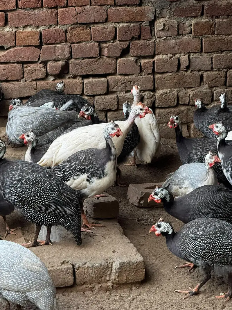 Guinea Fowl 1 mail 4 females ratio, 90 pcs — photo 3