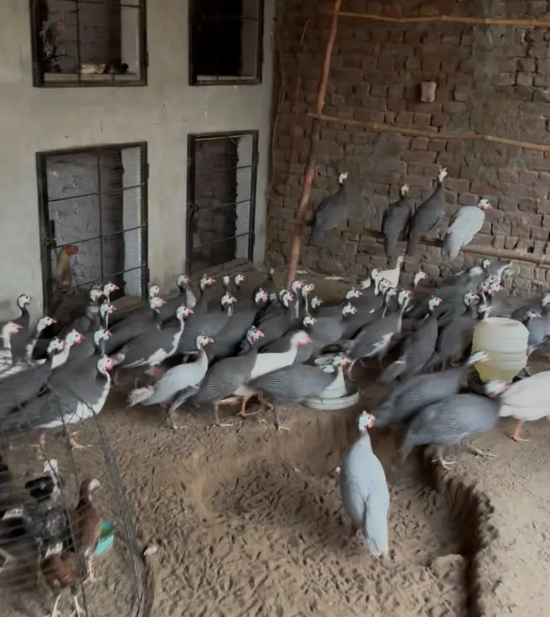 Guinea Fowl 1 mail 4 females ratio, 90 pcs — photo 4