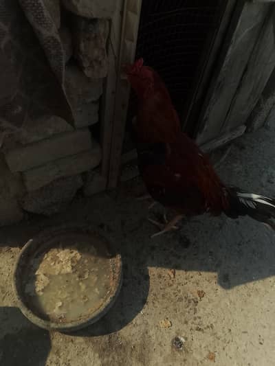 Aseel murga for Sale