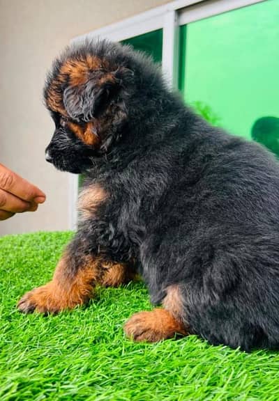 German shepherd puppies for sale / puppy / GSD pup / german sheph