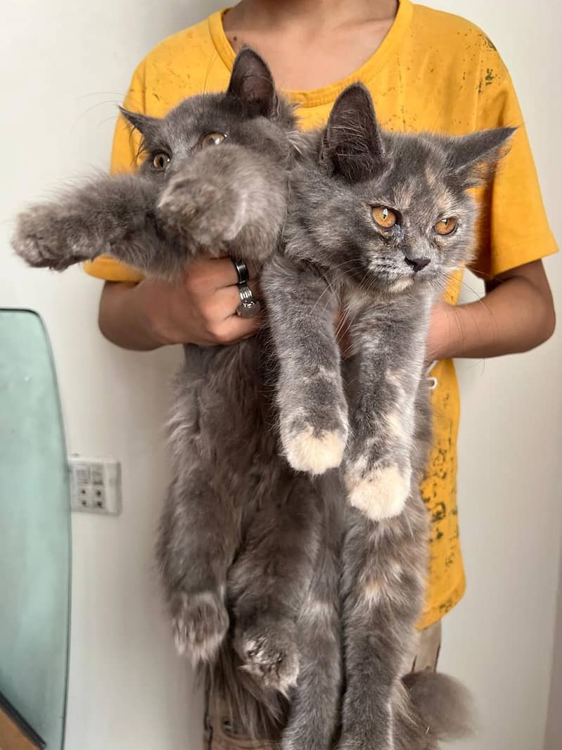 gray cat 0