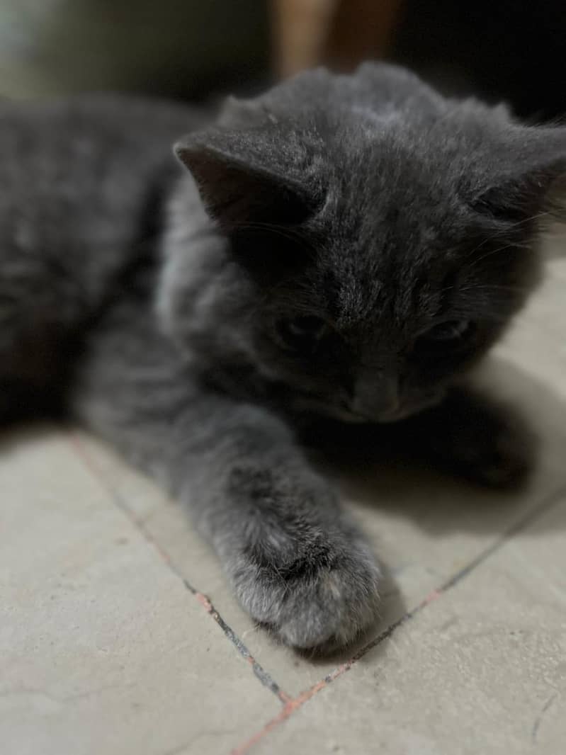 gray cat 1