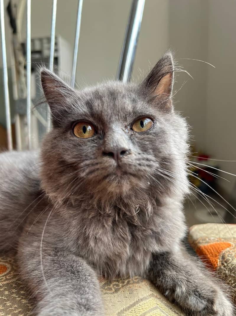 gray cat 2