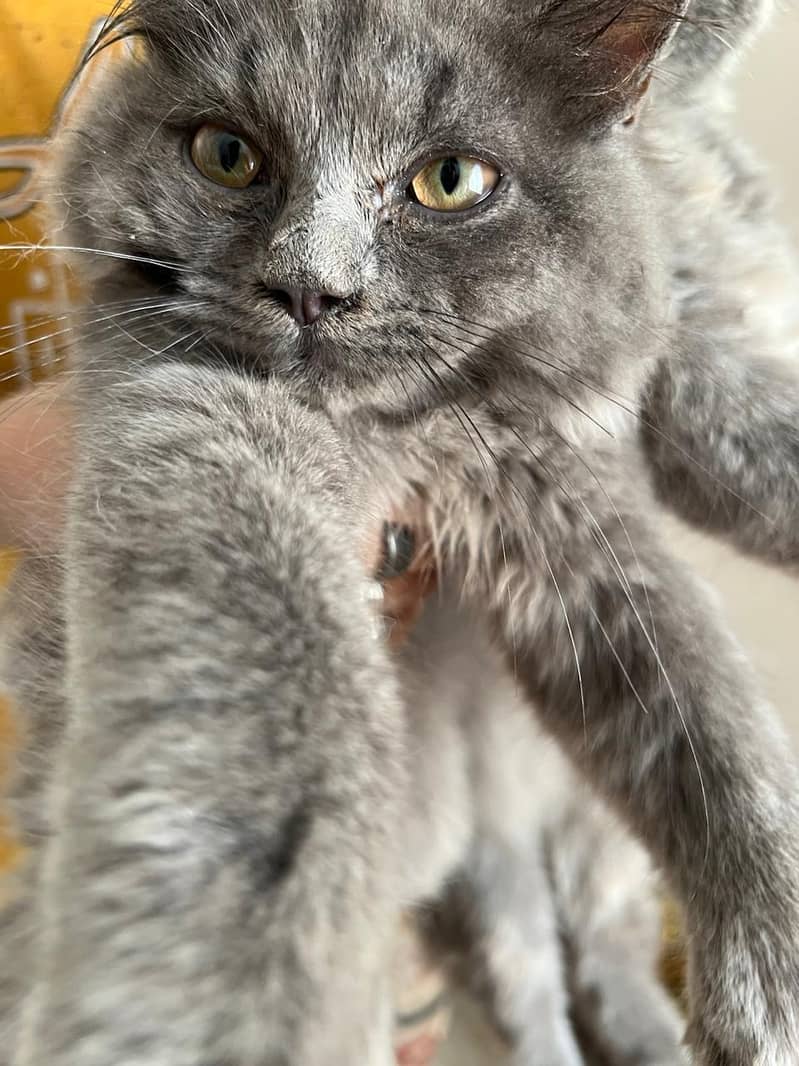 gray cat 3