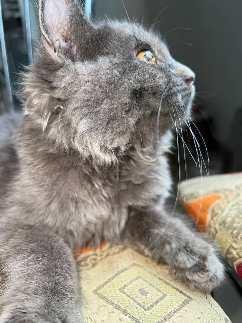 gray cat 4