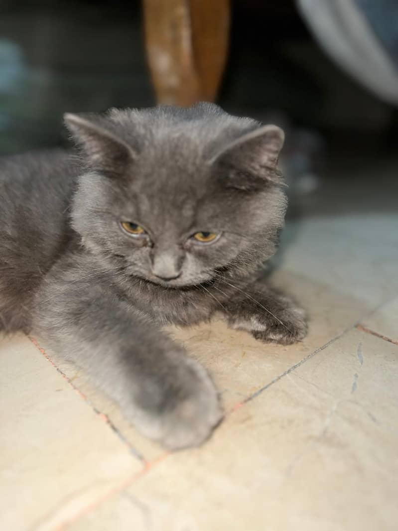 gray cat 5