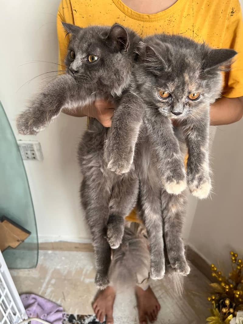 gray cat 6