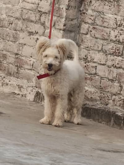 Poodle Dog