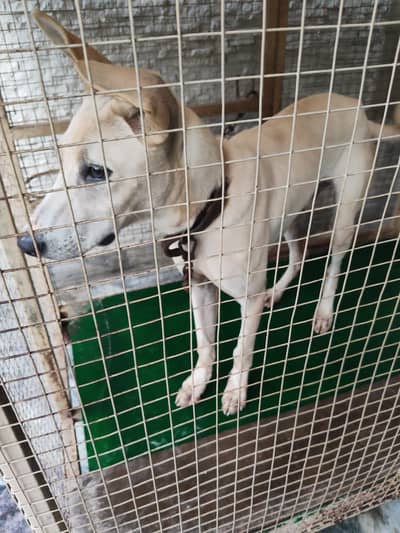 Labra dog for home security